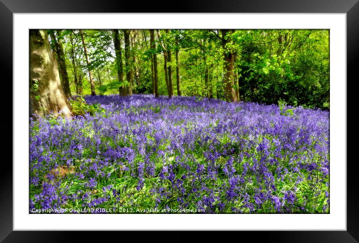"Bluebell Bank" Framed Mounted Print by ROS RIDLEY