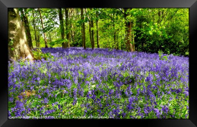 "Bluebell Bank" Framed Print by ROS RIDLEY