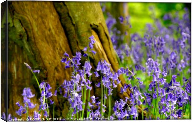 "Bluebell Bokeh" Canvas Print by ROS RIDLEY