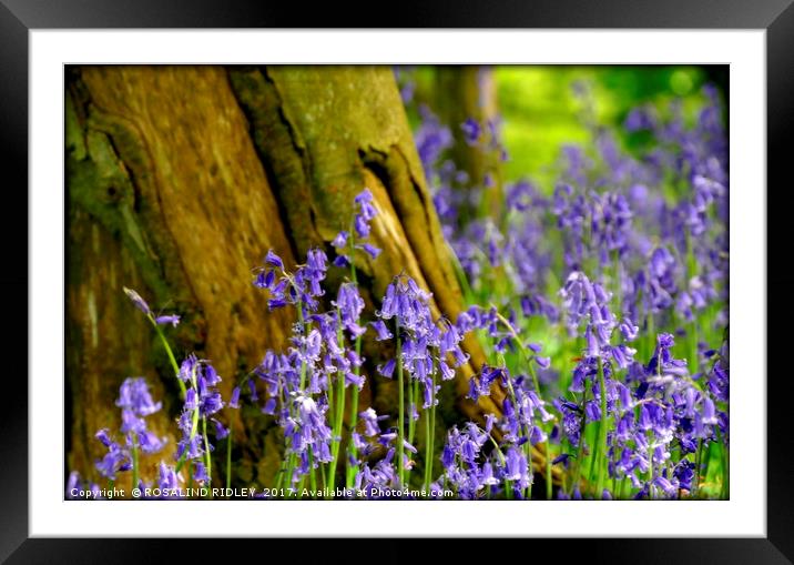"Bluebell Bokeh" Framed Mounted Print by ROS RIDLEY