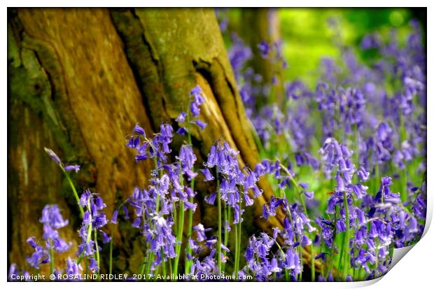 "Bluebell Bokeh" Print by ROS RIDLEY