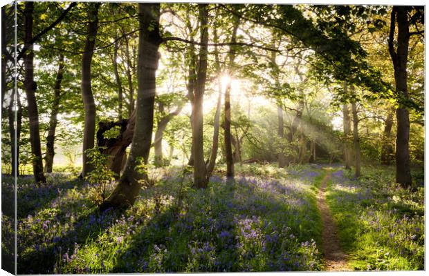 luebell woodland path and sunrise Canvas Print by Simon Bratt LRPS