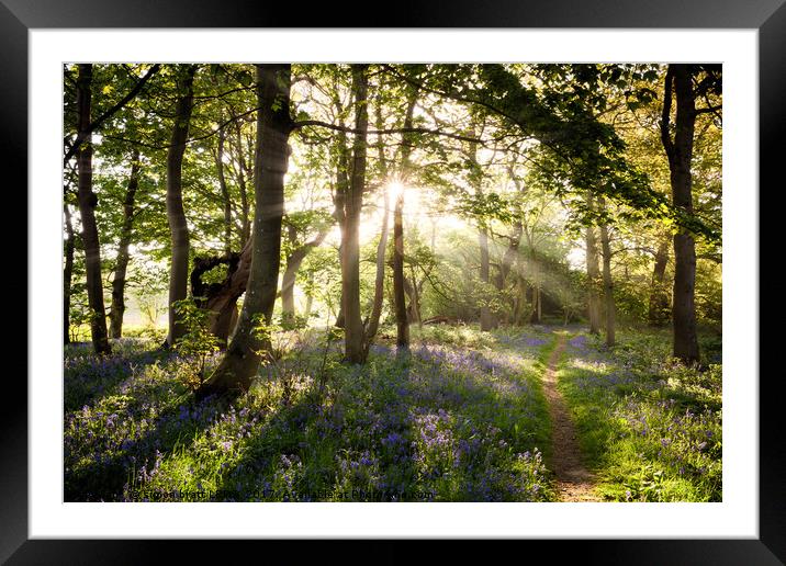 luebell woodland path and sunrise Framed Mounted Print by Simon Bratt LRPS