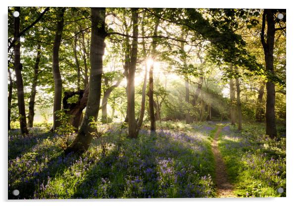 luebell woodland path and sunrise Acrylic by Simon Bratt LRPS