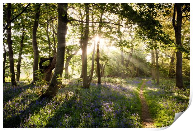 luebell woodland path and sunrise Print by Simon Bratt LRPS