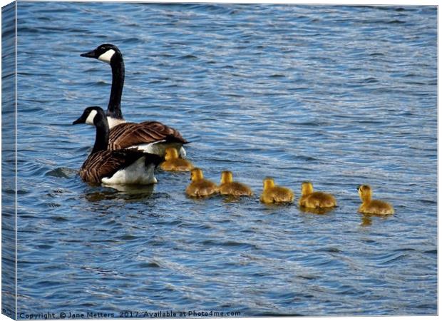           Canada Goose Family                      Canvas Print by Jane Metters