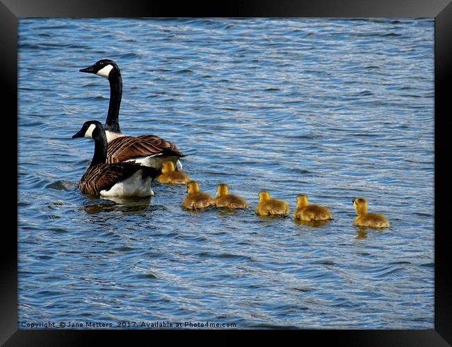           Canada Goose Family                      Framed Print by Jane Metters