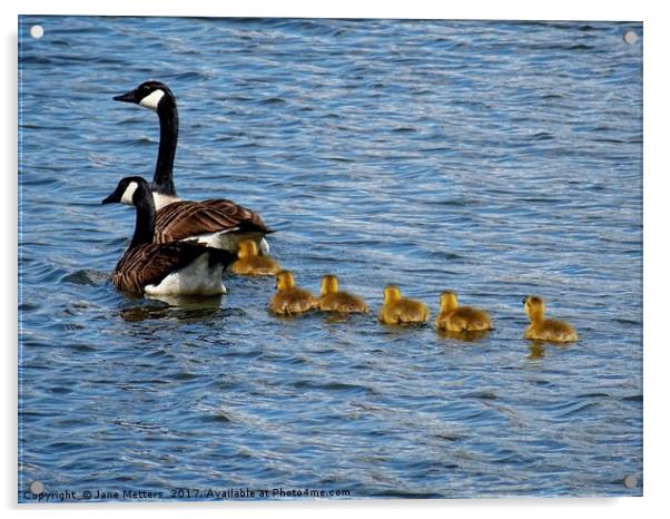           Canada Goose Family                      Acrylic by Jane Metters