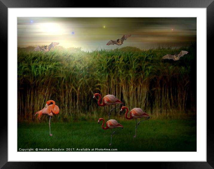 Resting Flamingos. Framed Mounted Print by Heather Goodwin