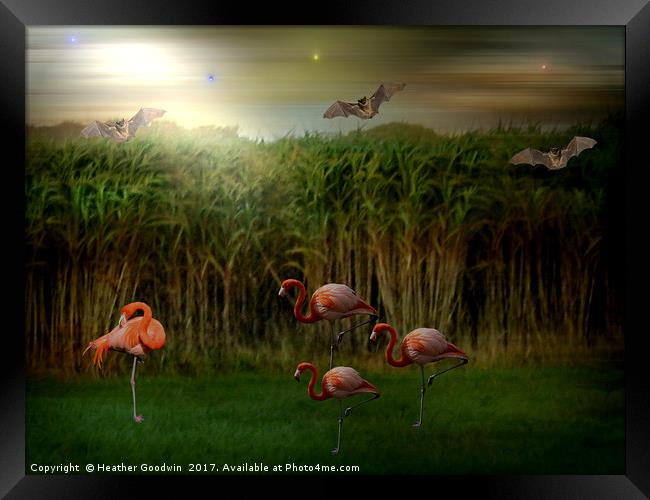 Resting Flamingos. Framed Print by Heather Goodwin