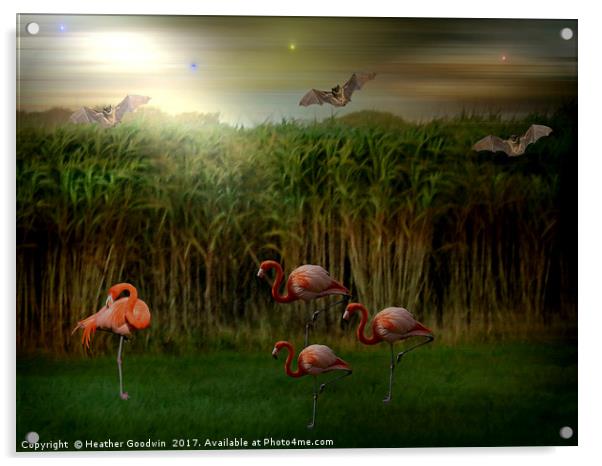 Resting Flamingos. Acrylic by Heather Goodwin