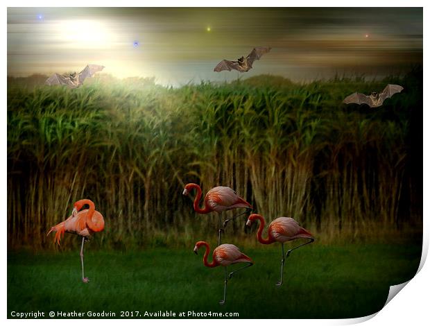 Resting Flamingos. Print by Heather Goodwin