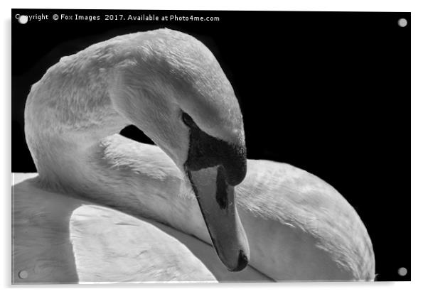 Female Mute Swan Acrylic by Derrick Fox Lomax