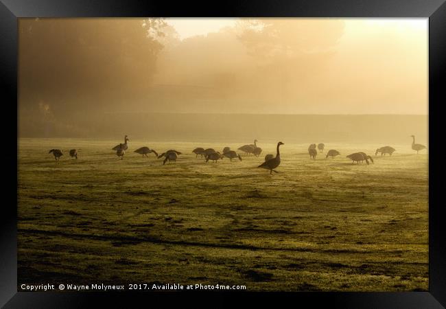 Canada Geese at Dawn Framed Print by Wayne Molyneux