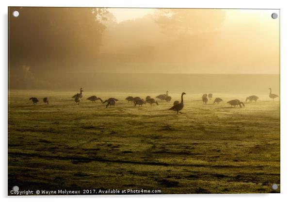 Canada Geese at Dawn Acrylic by Wayne Molyneux