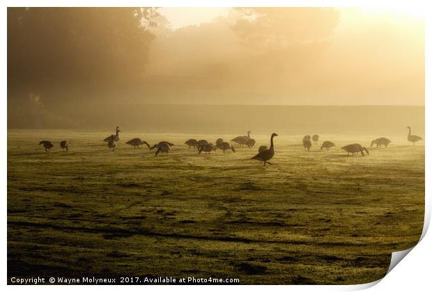 Canada Geese at Dawn Print by Wayne Molyneux