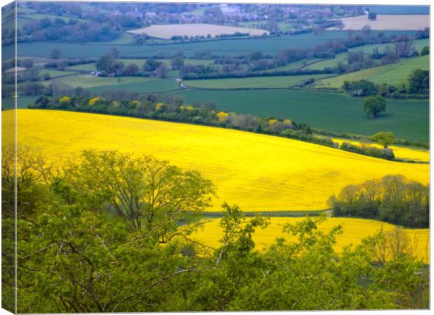 rapeseed landscape herefordshire Canvas Print by paul ratcliffe