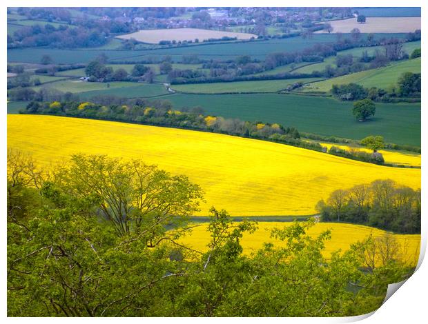 rapeseed landscape herefordshire Print by paul ratcliffe