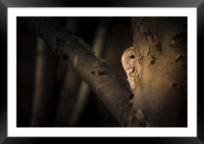 Tawny Owl Framed Mounted Print by Richard Astbury