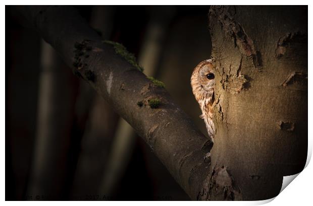 Tawny Owl Print by Richard Astbury