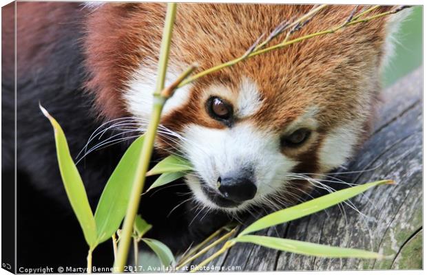 red panda and bamboo Canvas Print by Martyn Bennett