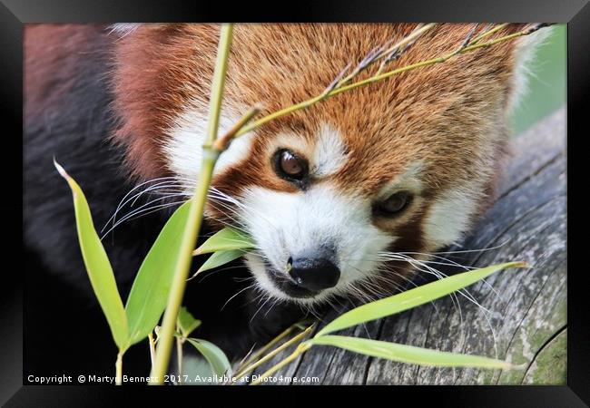 red panda and bamboo Framed Print by Martyn Bennett