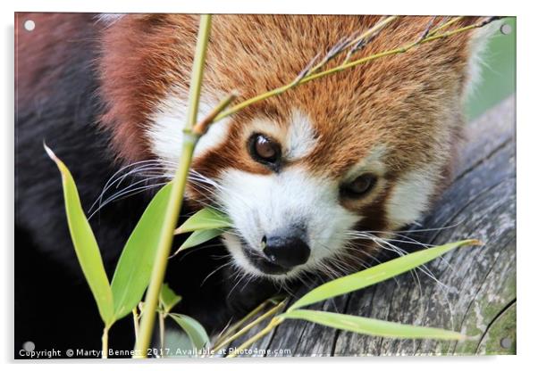 red panda and bamboo Acrylic by Martyn Bennett