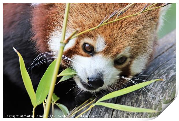 red panda and bamboo Print by Martyn Bennett