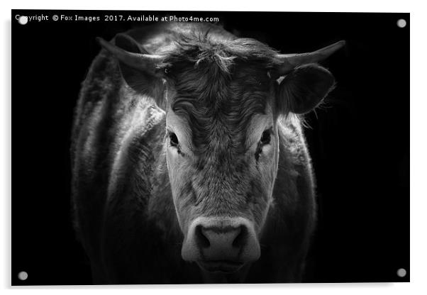 Bull portrait Acrylic by Derrick Fox Lomax