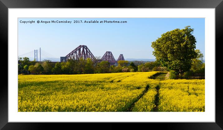 Rapeseed field with three bridges panoramic Framed Mounted Print by Angus McComiskey