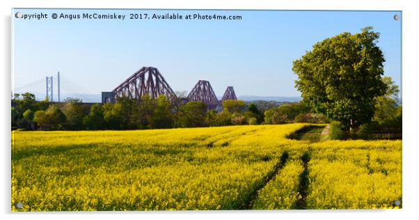 Rapeseed field with three bridges panoramic Acrylic by Angus McComiskey