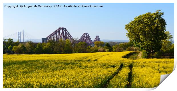 Rapeseed field with three bridges panoramic Print by Angus McComiskey