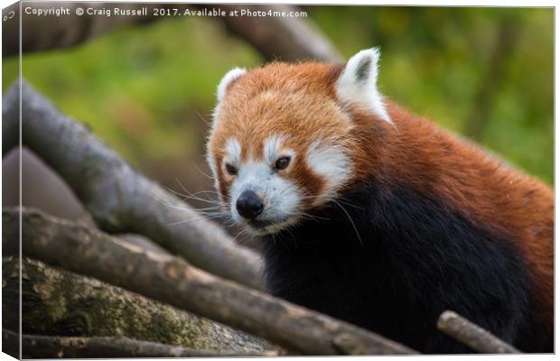 Close up of a Red Panda's face Canvas Print by Craig Russell