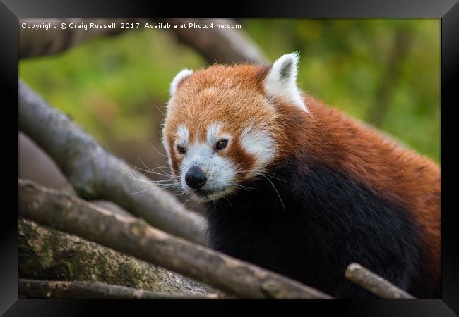 Close up of a Red Panda's face Framed Print by Craig Russell