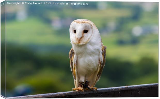 Barn Owl perched on a fence Canvas Print by Craig Russell