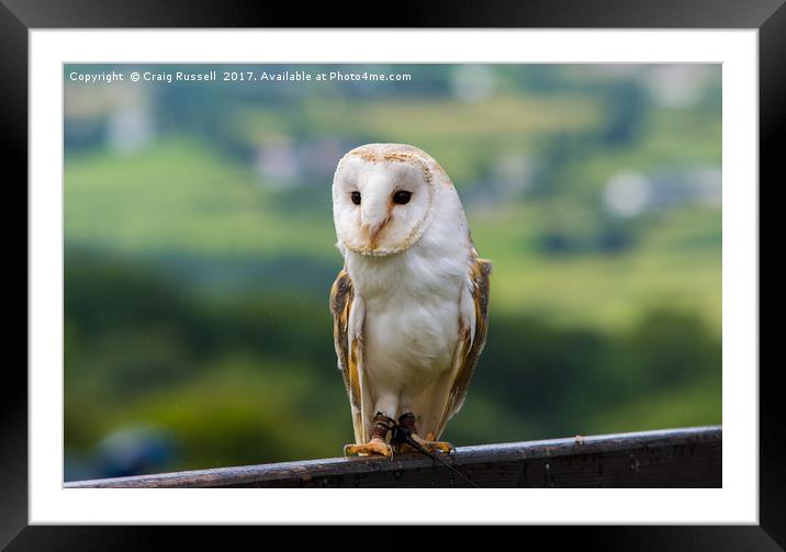 Barn Owl perched on a fence Framed Mounted Print by Craig Russell
