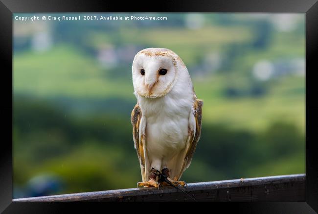 Barn Owl perched on a fence Framed Print by Craig Russell