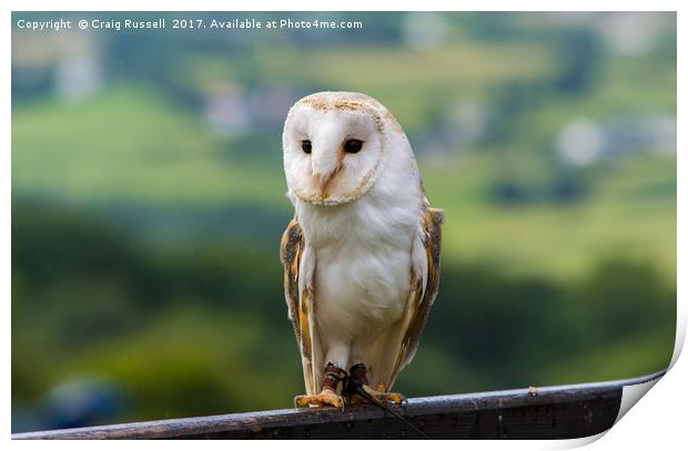 Barn Owl perched on a fence Print by Craig Russell