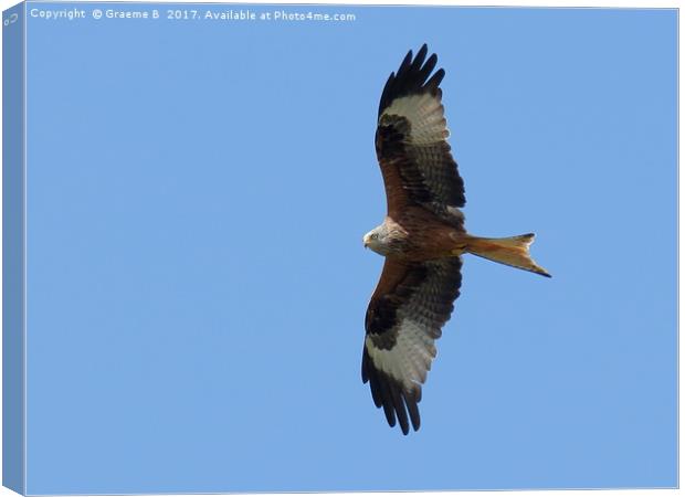 Red Kite 8 Canvas Print by Graeme B