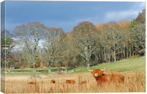 Highland Cow Canvas Print by Macrae Images