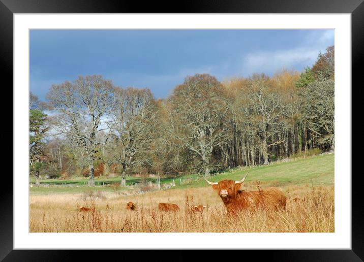 Highland Cow Framed Mounted Print by Macrae Images