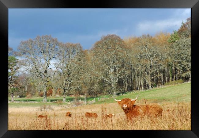 Highland Cow Framed Print by Macrae Images