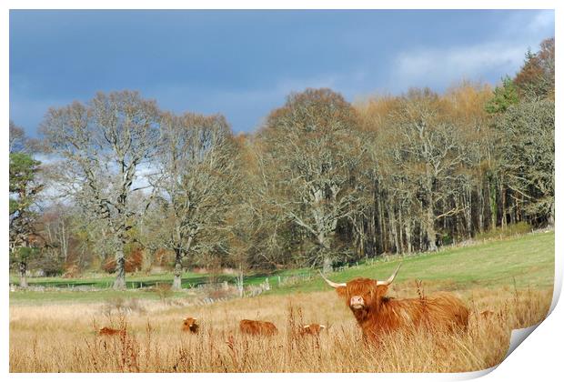 Highland Cow Print by Macrae Images