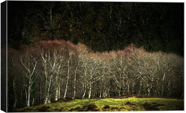 Birch Trees at Myrtleberry Canvas Print by graham young