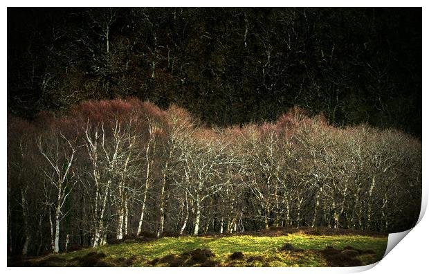 Birch Trees at Myrtleberry Print by graham young
