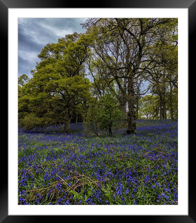 Bluebell Wood Framed Mounted Print by Angela H