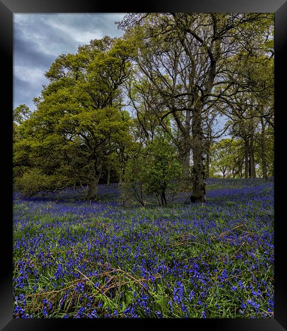 Bluebell Wood Framed Print by Angela H