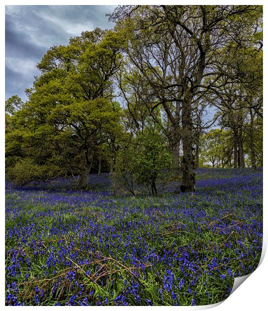 Bluebell Wood Print by Angela H