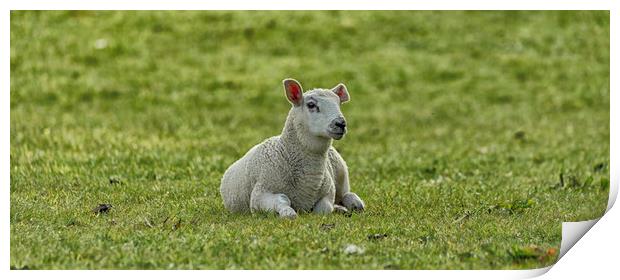 Lamb Print by David Morton