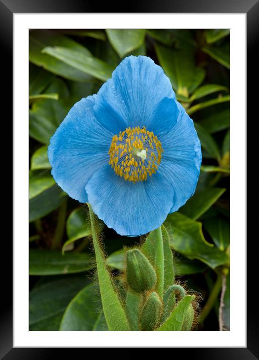 Blue Himalayan Poppy Framed Mounted Print by Jacqi Elmslie